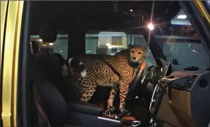  ??  ?? Walk on the wild side: One of the pictures shows a cheetah strapped into the passenger seat of a car