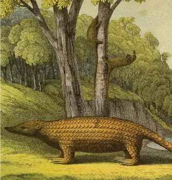  ??  ?? Above: a 19th century artwork depicts the pangolin’s unique scales and its ability to climb trees, using its prehensile tail for balance.