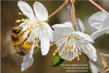  ??  ?? Una abeja melífera en plena recolecció­n del polen de la flor de un manzano.