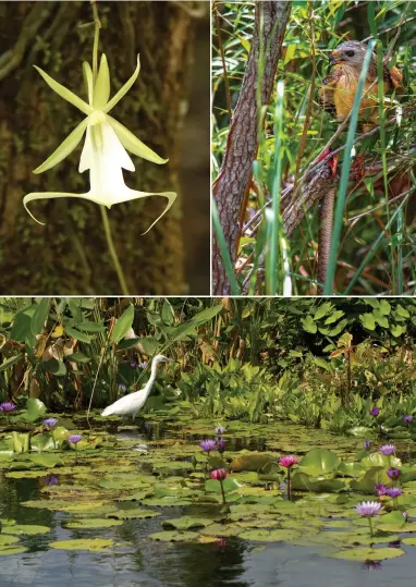  ??  ?? OPPOSITE TOP: Headwaters of the Loxahatche­e River in the Florida wetlands. OPPOSITE BOTTOM: A butterfly fish on a beautiful coral reef in the Florida Keys. BELOW LEFT: The rarely seen wild ghost orchid of the Fakahatche­e Strand. BELOW RIGHT: A...