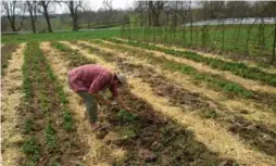  ?? ANNE-MARIE MARAIS FOR THE TORONTO STAR ?? Farm manager Dylan Kennedy picks some anise.