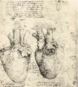  ??  ?? Ya en 1513, un atrevido genio, dibujante y científico italiano, Leonardo da Vinci, esbozó los primeros estudios anatómicos del corazón humano, donde ahondaba en la intricada red de fibras musculares –conocidas como trabéculas– que lo componen.