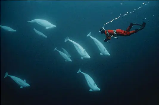  ??  ?? Above: belugas can use their pectoral fins to hold position with a sculling movement. Below: 'Benny' is spotted in the River Thames.