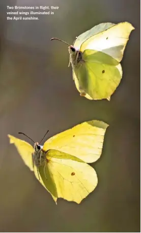  ??  ?? Two Brimstones in flight, their veined wings illuminate­d in the April sunshine.