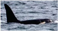  ??  ?? Visitor: Orca off Cornwall yesterday