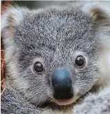  ??  ?? Cute: Young koala at a zoo in Sydney