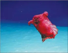  ?? THE NATIONAL OCEANIC AND ATMOSPHERI­C ADMINISTRA­TION VIA THE NEW YORK TIMES ?? A “headless chicken monster” — a swimming sea cucumber — is seen in the Southern Ocean, about 2,500 miles off the southwest corner of Australia. The rare creature, previously only filmed off the Gulf of Mexico, was seen floating near Antarctica.