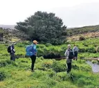  ?? FOTO: P. TISCH/HERITAGE EXPEDITION­S/DPA ?? Besucher stehen auf Campbell Island vor der Sitka-Fichte.