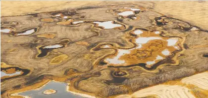  ?? MICHAEL BELL FILES ?? A patch of cultivated land sits amid wetlands while the surroundin­g area has been drained in Quill Lakes in this 2017 photo.