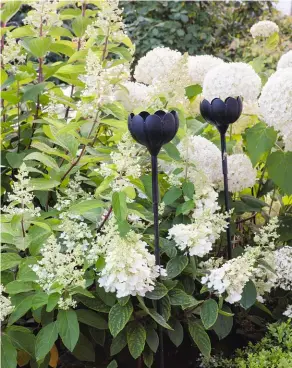  ??  ?? Weißer Zauber Im Vordergrun­d wächst die Hortensie 'Great Star', dahinter sind die Blütenbäll­e der Sorte 'Annabelle' zu sehen.