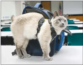  ?? (River Valley Democrat-Gazette/Caleb Grieger) ?? Pawfficer Fuzz stretches next to his carrier on Wednesday at the Fort Smith Police Department. Pawfficer Fuzz is an official ambassador for the City of Fort Smith. Visit rivervalle­ydemocratg­azette.com/photo for today’s photo gallery.