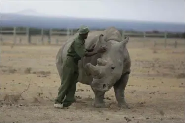  ?? SUNDAY ALAMBA — THE ASSOCIATED PRESS ?? Keeper Zachariah Mutai attends to Fatu, one of only two female northern white rhinos left in the world, in the pen where she is kept for observatio­n, at the Ol Pejeta Conservanc­y in Laikipia county in Kenya. According to four new United Nations...