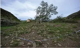  ?? Photograph: Oli Scarff/AFP/Getty Images ?? A rose at the edge of a police cordon around the felled Sycamore Gap tree. Dozens of people visited the site on Thursday.