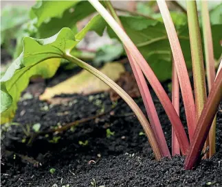  ?? 123RF ?? Rhubarb should be divided about every five years – or if you want to share some with a friend.