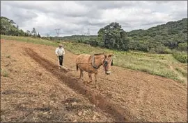  ??  ?? JOAQUIM DOS SANTOS and donkey Moleque prepare soil for planting in a rural Sao Paulo neighborho­od. “Growing organics is the future,” Dos Santos says.