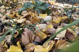  ?? JESSICA DAMIANO VIA THE ASSOCIATED PRESS ?? This Oct. 27, 2022, image provided by Jessica Damiano shows a thin layer of fallen leaves in a garden bed on Long Island, N.Y. They will decompose over winter to provide nourishmen­t for existing and future plantings.