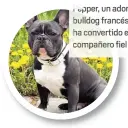  ??  ?? Pepper, un adorable bulldog francés, se ha convertido en su compañer fiel