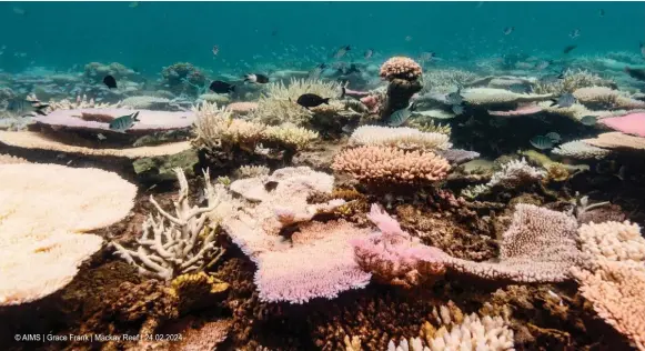  ?? — REUTERS ?? Coral reefs bleach in the Great Barrier Reef as scientists conduct in-water monitoring during marine heat in Mackay Reef on February 24, 2024.