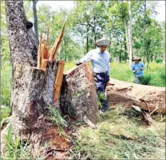  ?? SOK TOUCH VIA FACEBOOK ?? Illegally logged trees are found in Techo Sen Russey Treb Park in Phreah Vihear province on November 2.