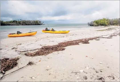  ?? PAUL SMITH PHOTOS ?? Time for a snack on Shell Key.