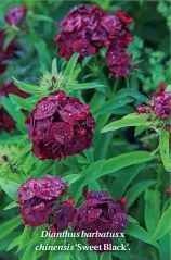  ??  ?? Dianthus barbatus x chinensis ‘Sweet Black’.