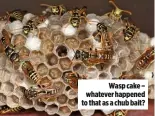  ??  ?? Wasp cake – whatever happened to that as a chub bait?