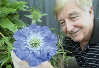  ?? PHOTO: JOHN BISSET/STUFF ?? Max Muldrew admires the scabius purple flower that was brought home from a returning soldier in 1918.