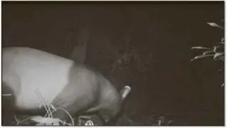  ??  ?? Tapir sightings captured by the camera traps.