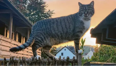  ?? ?? Kater Lenny streift durch seinen Vorgarten in Mindelheim. Der Kasten an seinem Halsband ist ein Peilsender, damit er nicht verloren geht, wenn er herumstreu­nt. Das Foto stammt von Besitzerin Manuela Hohenleitn­er.