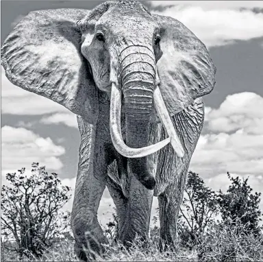  ?? ?? An iconic big tusker elephant as featured in a celebrated series of images by Scottish photograph­er David Yarrow. Only a few of the creatures are left due to ivory poaching