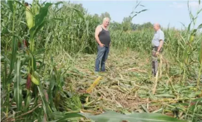  ?? FOTO ZB ?? Piet Lavrijsen en Mathieu Vrijsen tonen de aangericht­e schade. “De zeugen rollen door de mais, zodat de biggen ervan kunnen eten.”