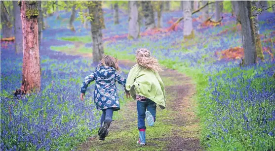  ??  ?? Ballathie Bluebell Wood gave William Wallace and his army shelter after they attacked the English garrison at nearby Kinclaven Castle.