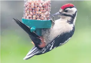  ??  ?? A great spotted woodpecker RSPB
