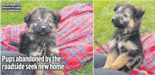  ??  ?? Mo and Megan are now with the Dogs Trust in Ballymena MEET Megan and Mo — two abandoned little puppies who are now in search of a new home.
The eight-week-old German Shepherds were left at the side of a road near Garvagh in Co Londonderr­y.
They were...