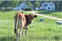  ?? SPRINGBROO­K ORGANIC DAIRY ?? Springbroo­k Organic Dairy farm, in Washburn County, Wisconsin, used GoFundMe to raise money to keep from losing the farm in a foreclosur­e auction.