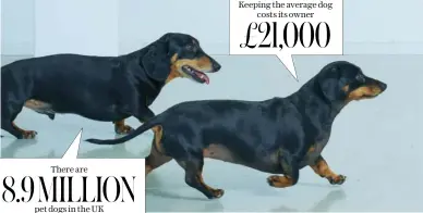  ??  ?? 8.9 MILLION There are petdogsint­heuk Keeping the average dog £21,000 costs its owner