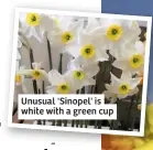  ??  ?? Unusual 'Sinopel' is white with a green cup