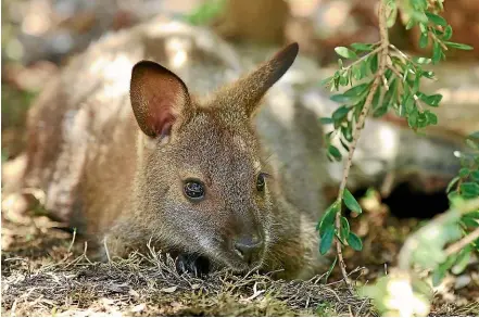  ??  ?? Wallabies turning up in unexpected places suggests they are being illegally released.