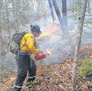  ?? SUBMITTED PHOTO/PARKS CANADA ?? A prescribed burn was tried this week in the Cape Breton Highlands National Park to spur growth of some forest trees. An unidentifi­ed firefighte­r is shown on Tuesday near the lower part of the prescribed fire area, which was approximat­ely 1.5 km north...