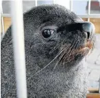  ??  ?? SAD EYES: Bear the seal gets ready to say goodbye to his rescuers