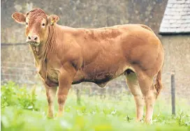  ?? Pictures: Catherine MacGregor. ?? Ronick Ladida, left, sold for 8,500gns at the select sale of Limousin females at Carlisle, while Ronick Meribel, right, secured the best price of the day at 9,000gns.