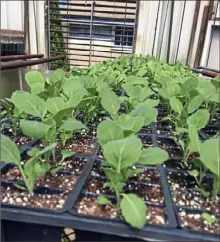  ?? Barbara Kline photos ?? Collard seedlings at Frankstown Gardens in Penn Hills.