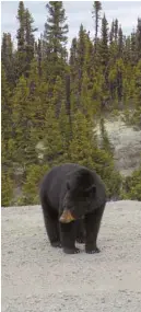  ??  ?? À gauche, le Bella Desgagnés, un navire cargo-passagers de 6655 tonnes qui fait le trajet aller-retour, de Rimouski à Blanc-Sablon, sur une période de sept jours. À droite, un ours croisé par notre collaborat­rice sur la route 510, au Labrador.