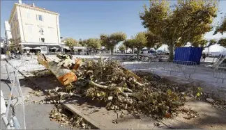  ?? (Photo Patrice Lapoirie) ?? Avant-hier, la découverte des arbres abattus a ému des Cannois. Ces travaux préfiguren­t la métamorpho­se des allées de La Liberté dans leur intégralit­é.