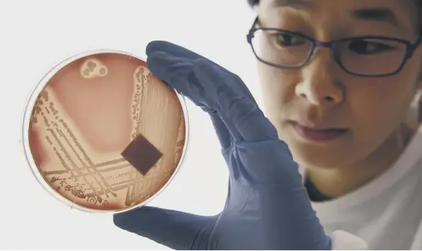  ?? ?? A researcher inspects a strain of the Staphyloco­ccus epidermidi­s that is highly resistant to antibiotic­s