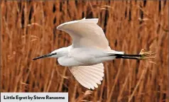  ??  ?? Little Egret by Steve Ransome