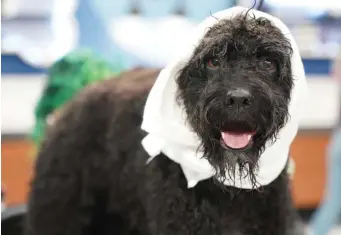  ??  ?? SPA DAY: A pooch is prepped for its makeover on ‘Pooch Perfect.’