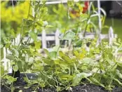  ?? ?? These snap peas capture nitrogen from the air and convert it into a form that nourishes the soil.