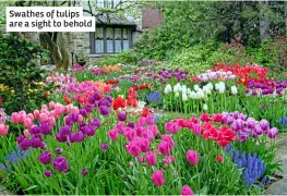  ?? ?? Swathes of tulips are a sight to behold