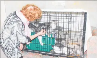  ??  ?? SPCA volunteer Sue Ladd plays with Rustin, Trevor and Felix.